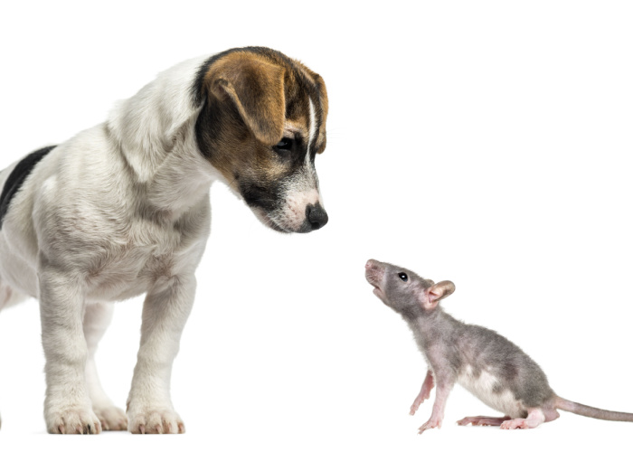 Dog and Rat