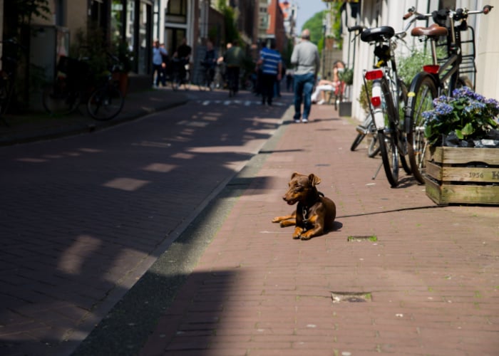 Dog in Amsterdam