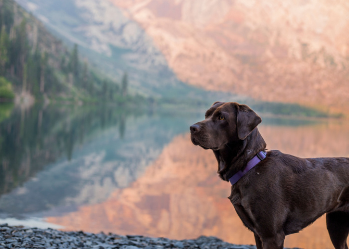 Dog in Nevada