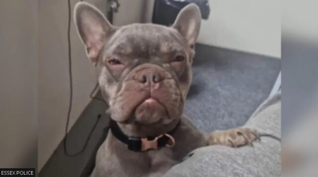 Family's French Bulldog Stolen During Burglary in Essex