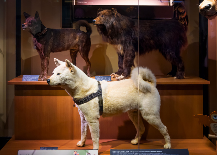 Hachiko on display at the National Museum of Nature and Science