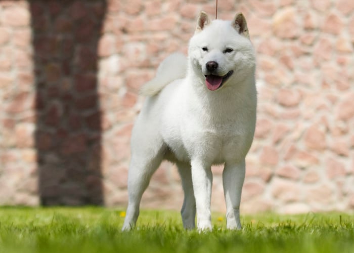 Hokkaido dog breed