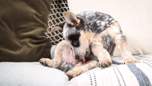 Home Remedies for Paraphimosis in Dogs