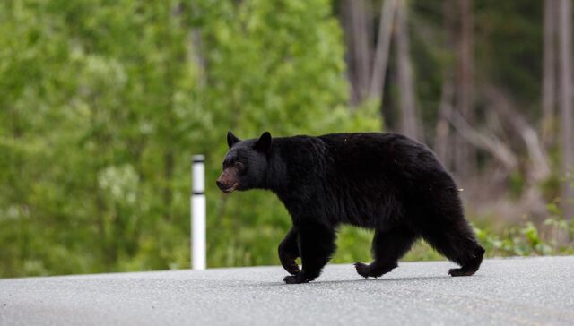 Homeowner and His Dog Both Recovering After Black Bear Attack Featured Image