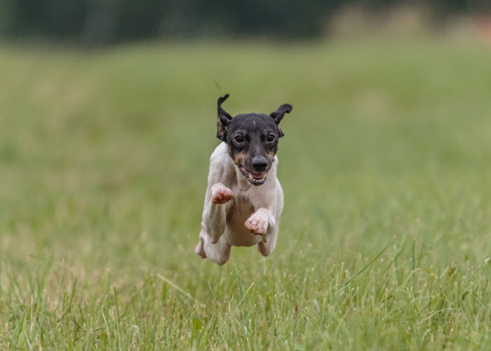 Japanese Terrier dog breed