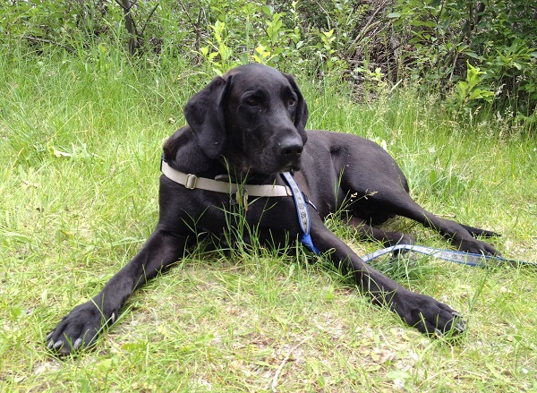 Lab and great dane mix