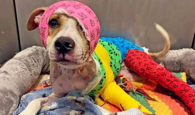 Memphis Dog Burned By Owner Finally Finds a New Forever Home 1 Year After