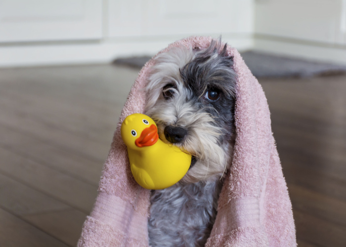 My Dog Ate Rubber Dog with Rubber Duck Toy