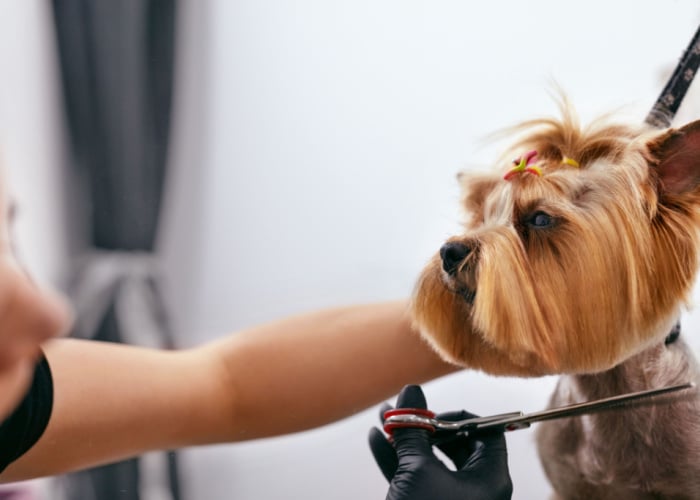 Nevada Dog Groomers