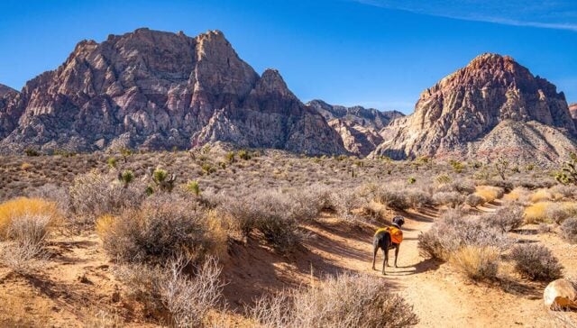 Nevada Pet Stores Featured Image