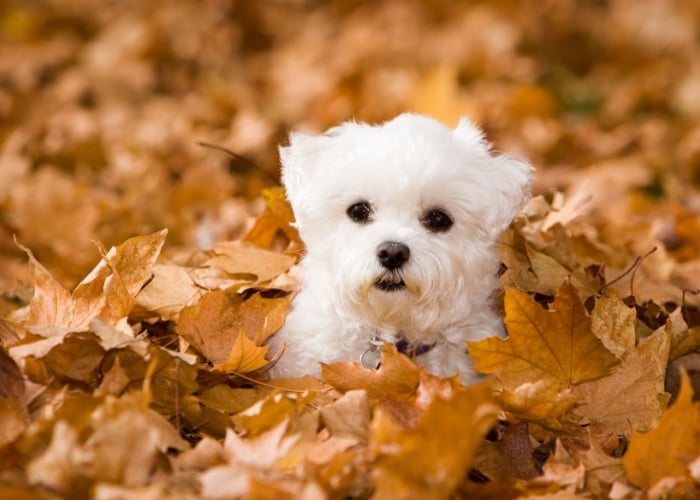 Puppy Names Starting with the letter U