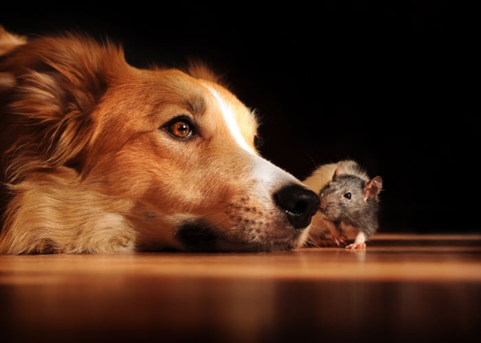 Should you be concerned if your pet eats a rat or mouse_