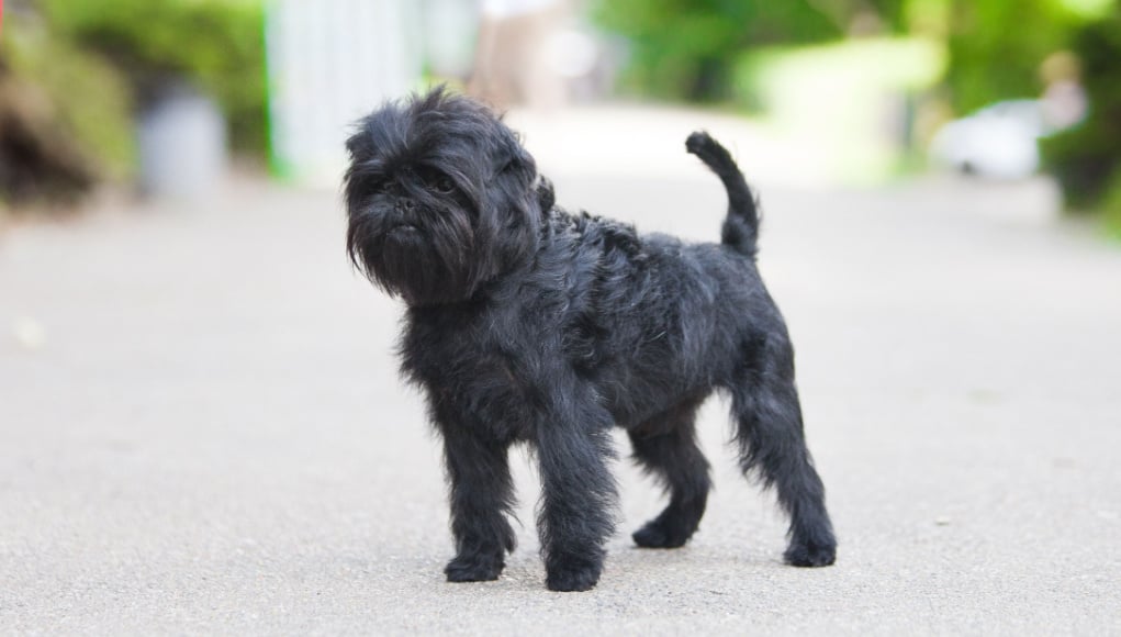 affenpinscher price