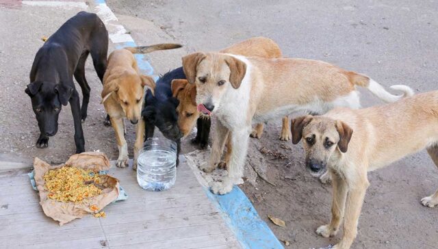 The Netherlands The First Country With No Stray Dogs