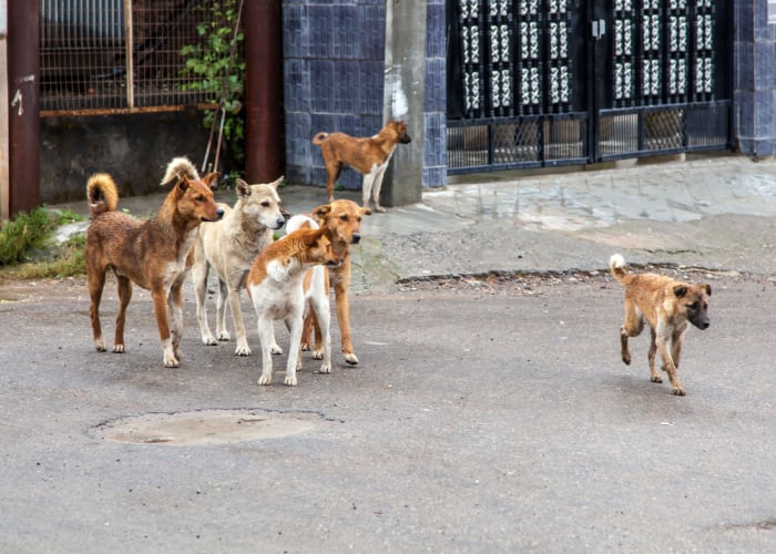 The Netherlands is The First Country With No Stray Dogs