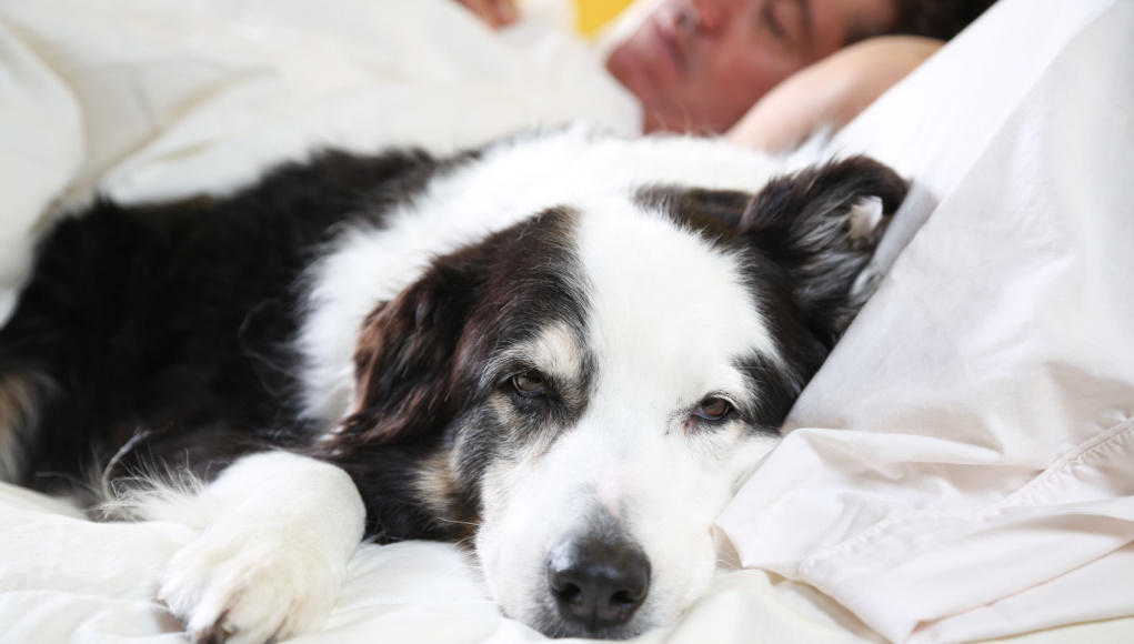 Why Do Dogs Sleep With Their Bum Facing You