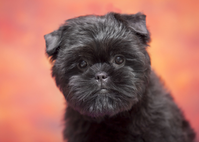 black puppy with x name