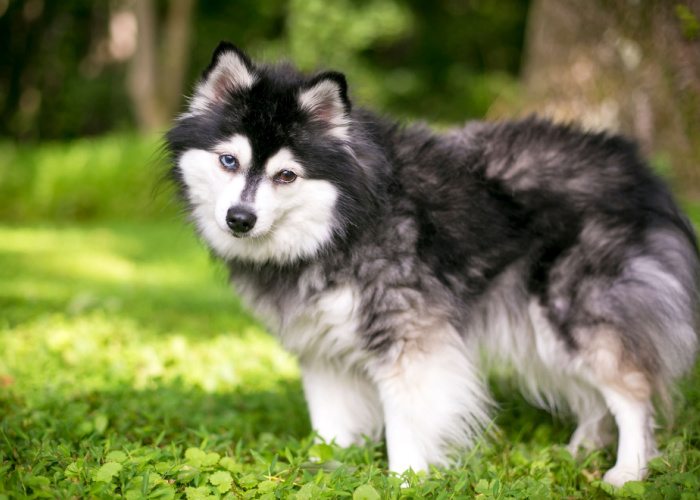 alaskan klee kai cost