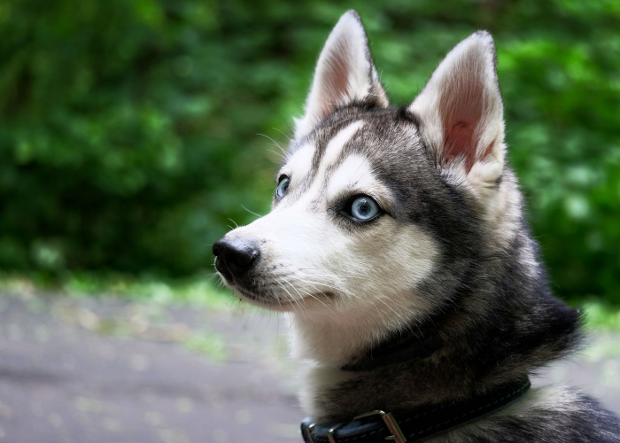 alaskan klee kai mini husky price