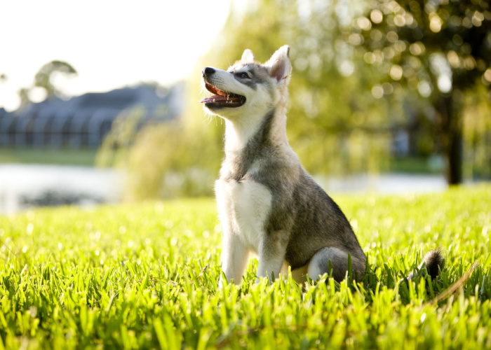 alaskan klee kai price