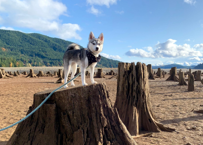 alaskan klee kai puppy price