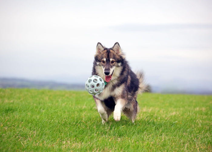 alaskan malamute siberian husky german shepherd mix