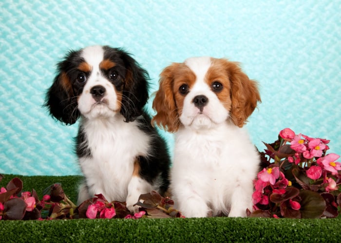 are begonias poisonous to dogs