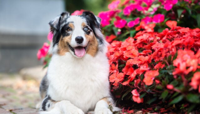 are begonias safe for dogs