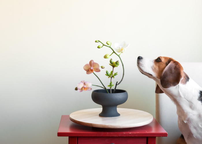 are orchids poisonous to dogs