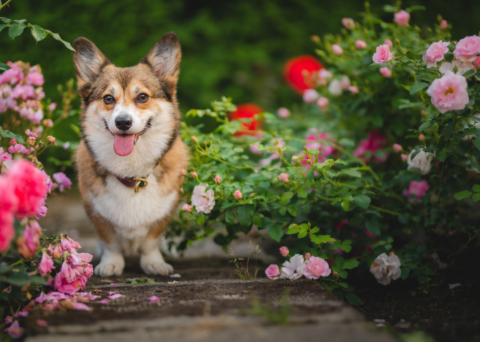 are rose bushes toxic to dogs