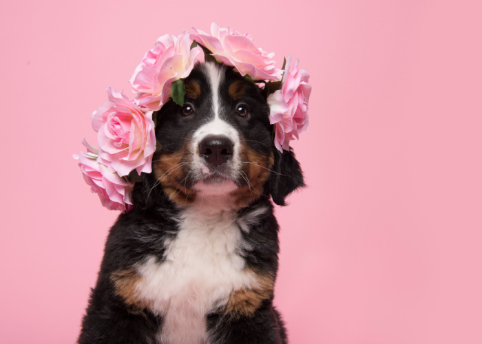 are rose petals toxic to dogs