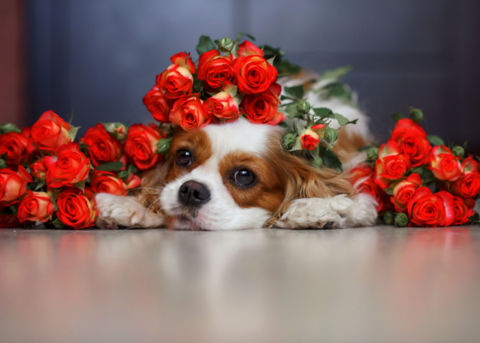 are roses poisonous to dogs