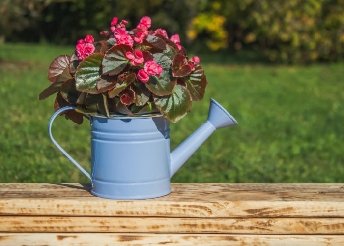 begonia plants poisonous to dogs