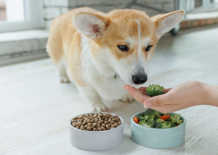 can dogs eat broccoli