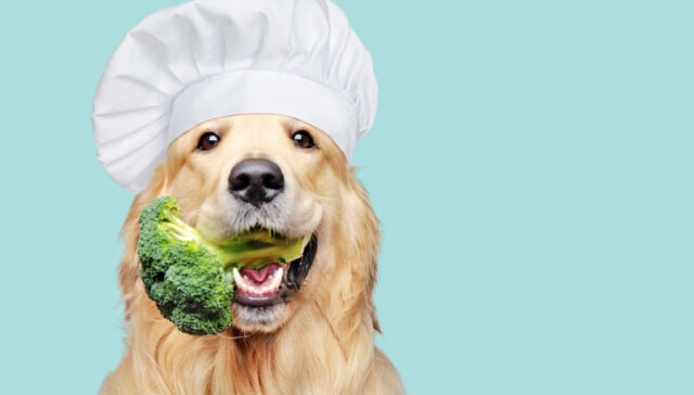 can dogs eat broccoli