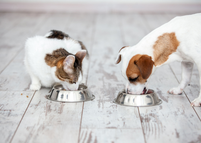 can dogs eat cat food