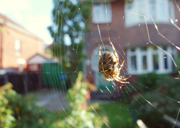 can dogs eat spider