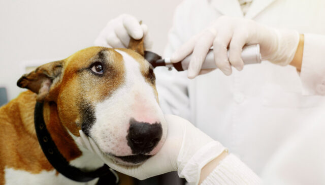 deaf dog hearing aids featured image