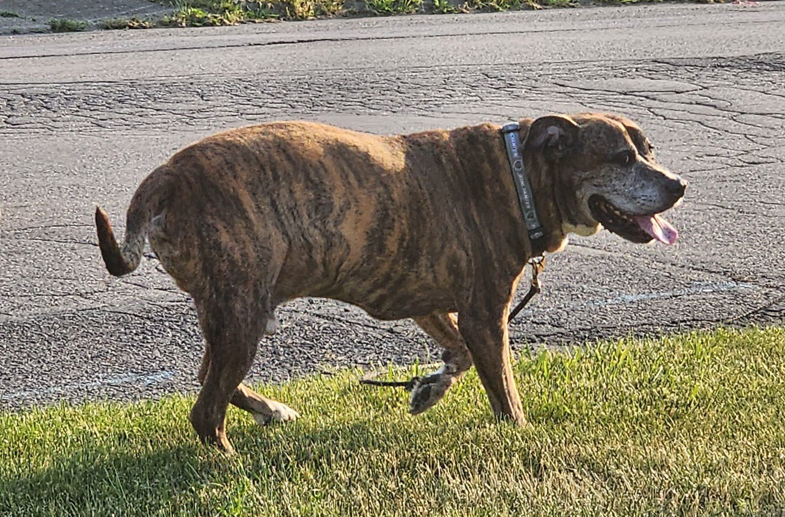 dog Mellow takes its last walk in the neighborhood