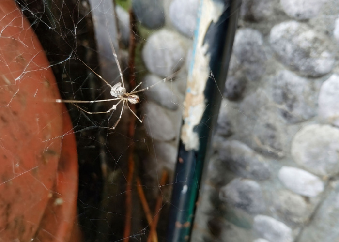 dog eating spider