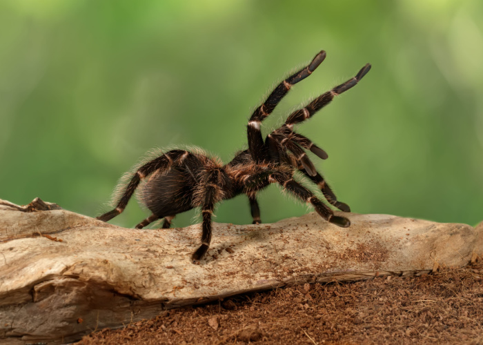 dog eats spider