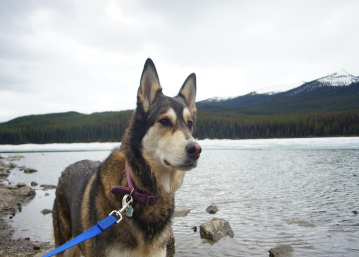 dog-friendly banff park