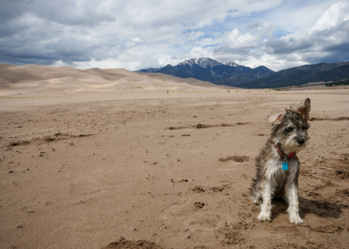 dog-friendly great sand dunes