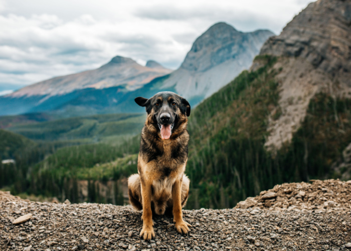 dog-friendly jasper park