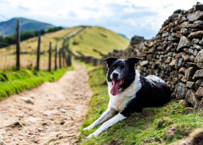 dog-friendly peak district park