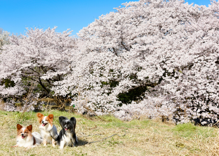 dog-friendly showa memorial park