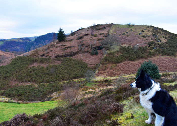 dog-friendly snowdonia park