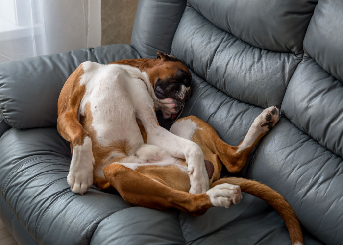 dog sleeping with belly up