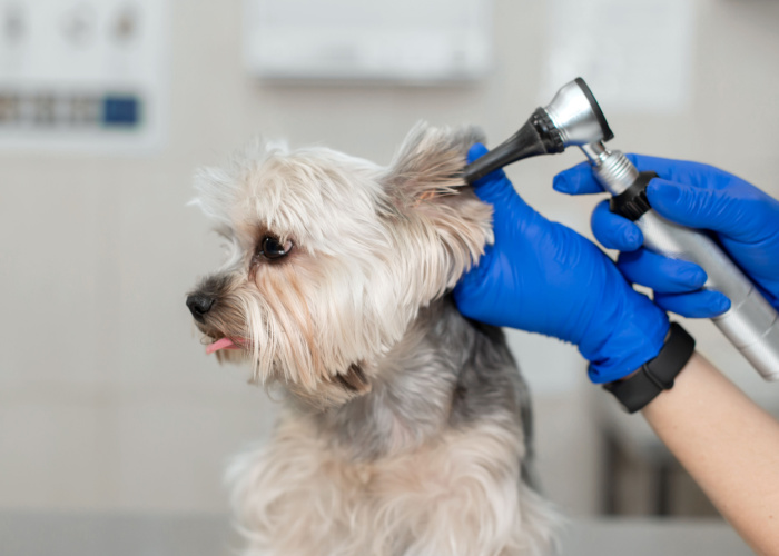 hearing aids for deaf dogs