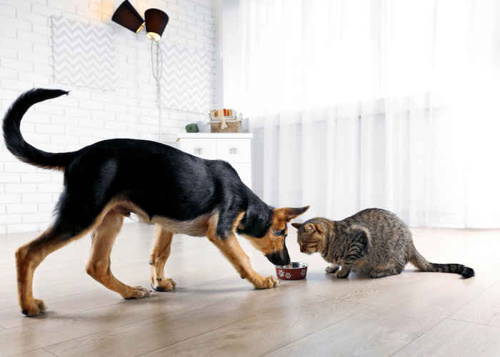 is cat food bad for dogs